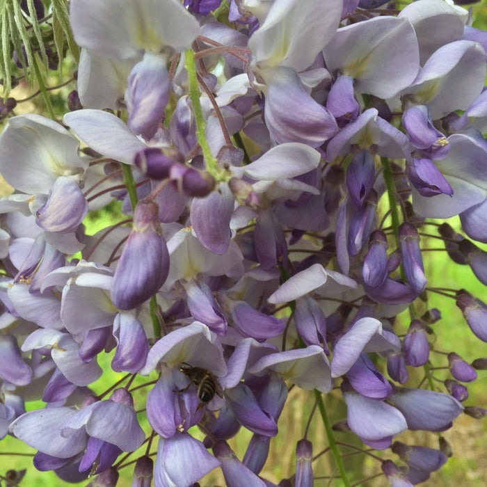Buy Wisteria sinensis 'Prolific' online UK